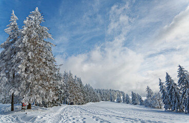 sapins enneigés dans les Vosges