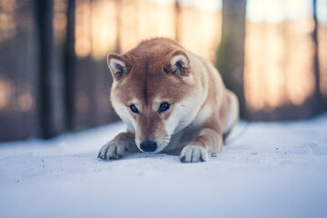 Portrait of an Shiba inu in the snow. Dog lying on the snowy ground . Sunlight shines trough the trees. Happy dog in winter