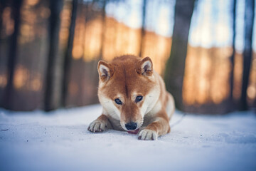 Portrait of an Shiba inu in the snow. Dog lying on the snowy ground . Sunlight shines trough the...