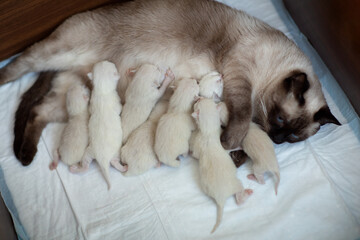 Thai cat with newborn kittens
