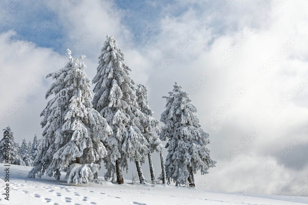 Poster sapins enneigés dans les vosges