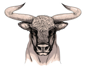 Bull sketch. Vector illustration in hand drawn style