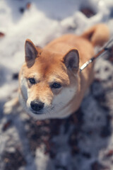 Portrait of an Shiba inu in the snow.  Close up from a small red dog in winter.