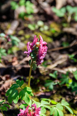 Purple corydalis flowers in forest at spring