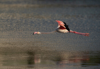 Greater Flamingo flying at Tubli bay in the morning, Bahrain