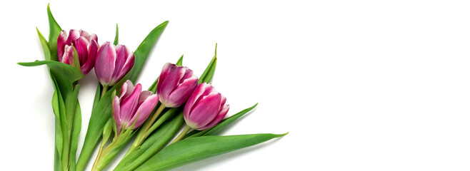 Top view flat lay pink tulips web site banner. Copy space. Spring sale banner, white background.
