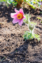 Eastern pasqueflower (Pulsatilla patens), also known as prairie crocus, cutleaf anemone, rock lily