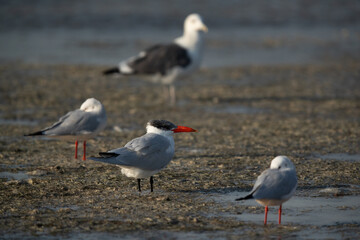 Fototapeta premium Caspian tern and gulls at Busaiteen coast, Bahrain