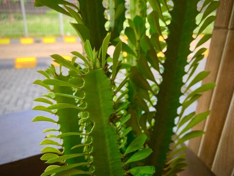 Green leaves cactus close up view in the yard