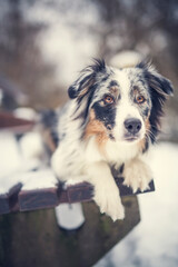 Portrait of an Australian Shepherd in the forest during the winter. Dog in snowy landscape. Furry dog sitting in the snow