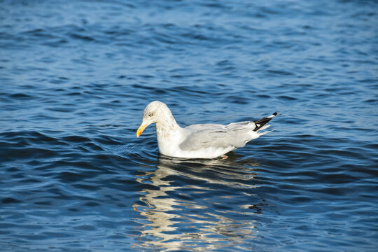 M&ouml;we schwimmt auf der Ostsee