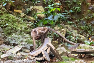 Singe à l'affut aux grottes de Batu à Kuala Lumpur, Malaisie