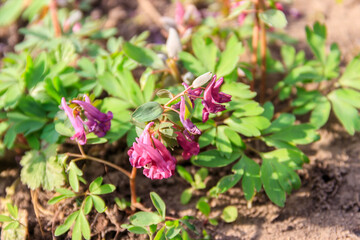 Purple corydalis flowers in forest at spring