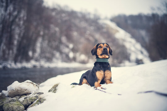 Portrait of an tyrolean Bracke in the snow. Black dog sitting in the forest in the winter. Dog close to a frosty lake