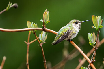 Hidden Female Ruby Throated Hummingbird