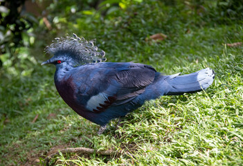 Pigeon bleu du parc à oiseaux de Kuala Lumpur, Malaisie