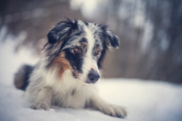 Portrait of an Australian Shepherd in the forest during the winter. Dog in snowy landscape. Furry dog sitting in the snow