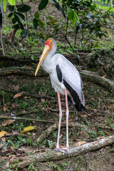 Cigogne du parc à oiseaux de Kuala Lumpur, Malaisie