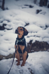 Portrait of an tyrolean Bracke in the snow. Black dog sitting in the forest in the winter. Dog close to a frosty lake