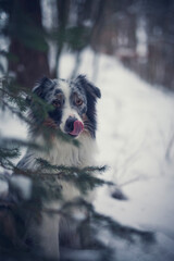 Portrait of an Australian Shepherd in the forest during the winter. Dog in snowy landscape. Furry dog sitting in the snow