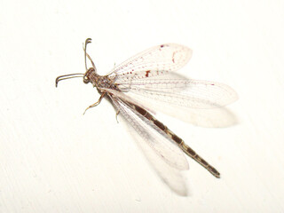 Antlion (Neuroleon egenus)