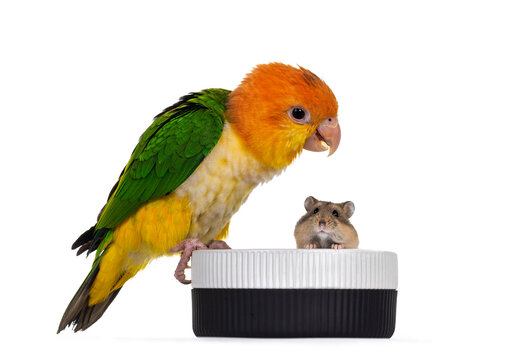 Young White bellied caique bird, sitting side ways on edge of food bowl. Looking curious to hamster in the bowl. Isolated on white background.