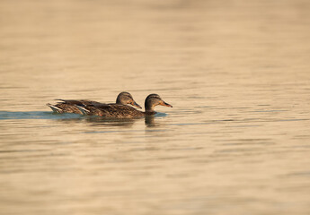Mallard ducks swimming at Tubli bay, Bahrain