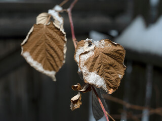 dry raspberry leaves in the winter garden