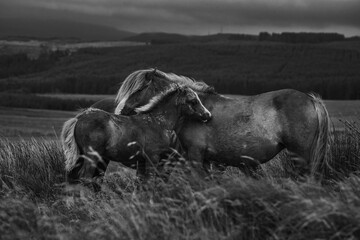 Black and white wild horses