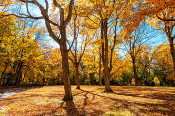 Yellow colorful foliage and bright sunshine with blue sky