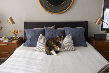 A female Siberian house cat relaxes on a pillow on a bed