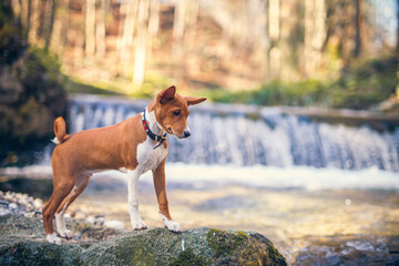 Basenji Puppy standing on rocks close to a waterfall. Small dog looks around in the nature. Little Puppy explore the world