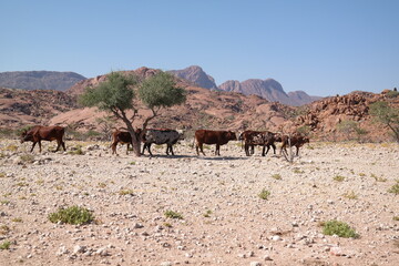 African Cattle