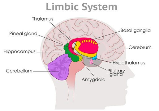 Limbic system parts anatomy. Human brain cross section. Explanations. Hypothalamus, thalamus, amygdala, basal ganglia. Draw MRI colored diagram structure. Gray head back. Medical illustration vector