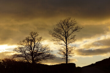 Fototapeta na wymiar Deux arbres sur un fond de ciel lors d'un coucher de soleil / Paysage de campagne - Two trees on a sunset sky background / Countryside landscape