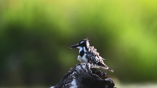 Pied kingfisher grooming in backlit in Kruger National park, South Africa ; Specie Ceryle rudis family of Alcedinidae
