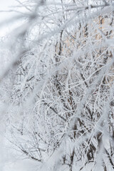 Snow and rime ice on the branches of bushes. Beautiful winter background with twigs covered with...
