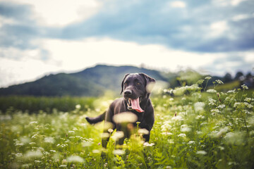 Portrait of an Labrador Retriever standing in a field with flowers. Black Dog happy in the nature.