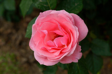 pink rose in garden