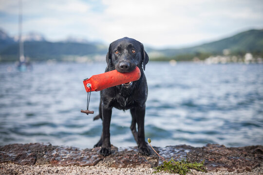 labrador / arbeits hund / jagdhund