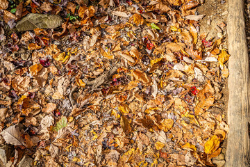 Autumn Leaves on the Trail