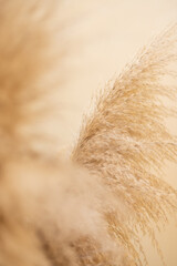 Pampas grass flower detail, Cortaderia