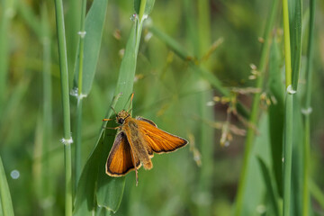 The small skipper (Thymelicus sylvestris) is one of the most common Butterflies