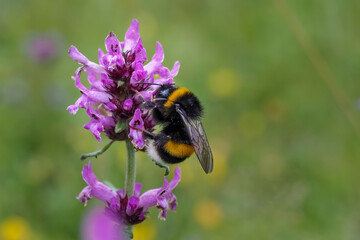 The large garden bumblebee or ruderal bumblebee (Bombus ruderatus)