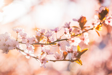 Delicate backlit pink flower