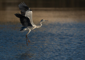 A Grey Heron takeoff at Tubli bay, Bahrain
