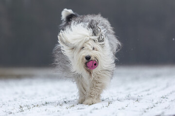Bobtail hat Spass im Schnee © Kati