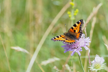 The small tortoiseshell (Aglais urticae) is a colourful Eurasian butterfly