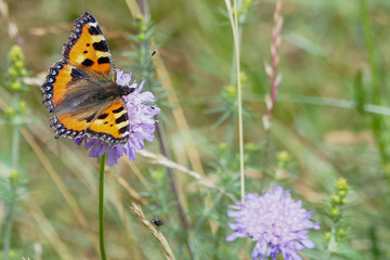 The small tortoiseshell (Aglais urticae) is a colourful Eurasian butterfly