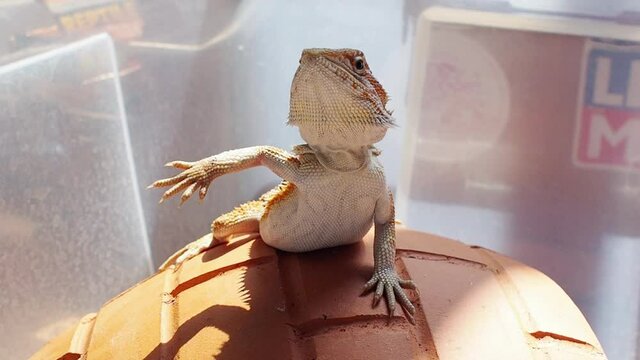 Sunbathe and exercise for bearded dragon.